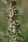 Spoon-leaf purple everlasting